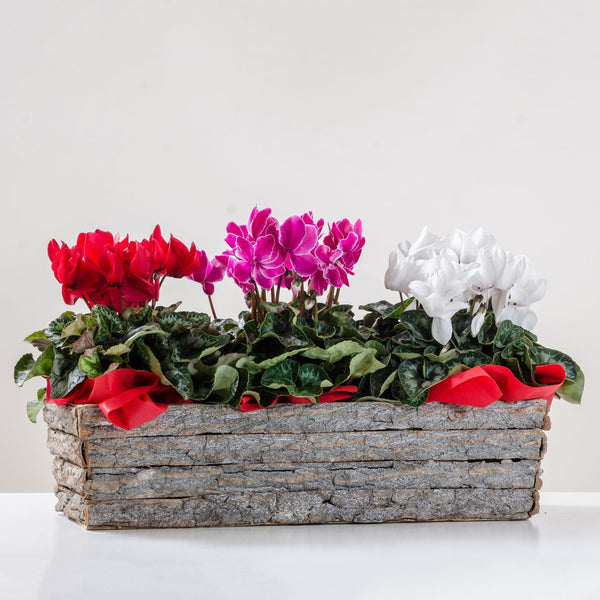 3 piante di ciclamino. | Consegna Fiori a Domicilio per Compleanno, Natale, PIANTA
