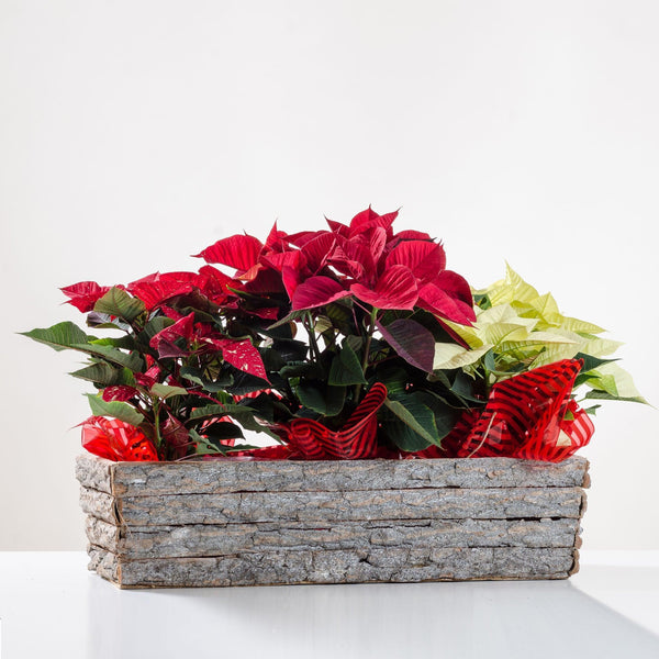 Composizione di 2 stelle di Natale con sottovaso. | Consegna Fiori a Domicilio per Natale
