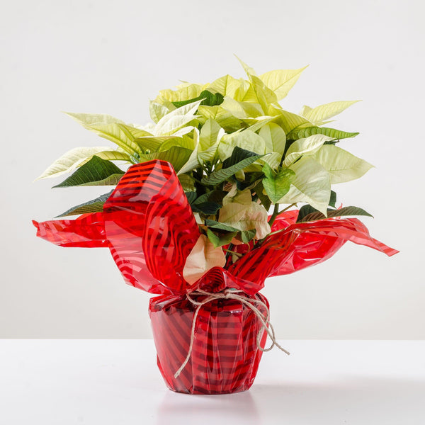 Stella di Natale bianca. | Consegna Fiori a Domicilio per Natale