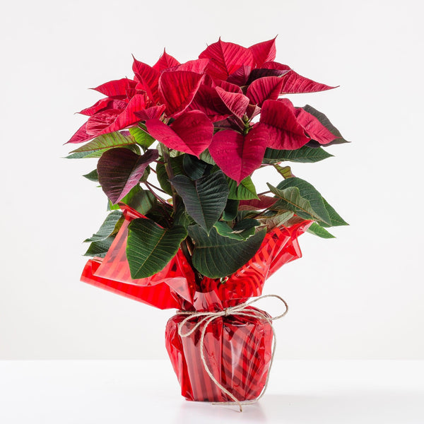 Stella di Natale rossa semplice. | Consegna Fiori a Domicilio per Natale