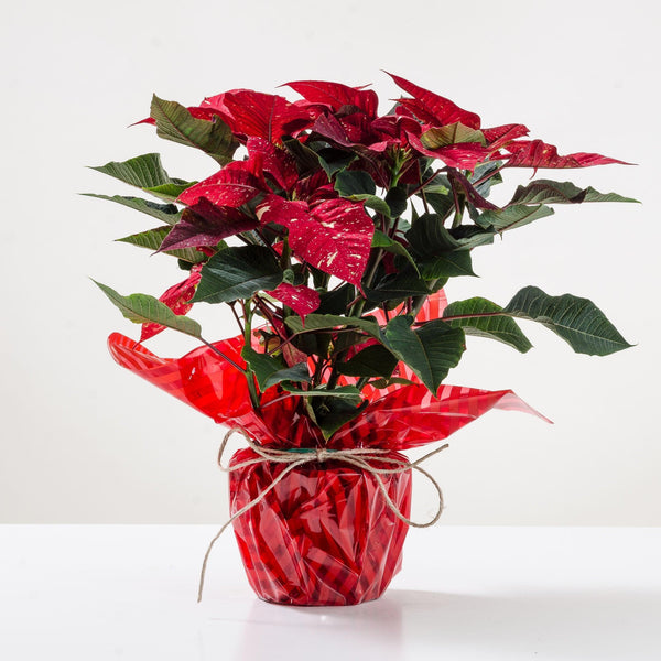 Stella di Natale variegata semplice. | Consegna Fiori a Domicilio per Natale