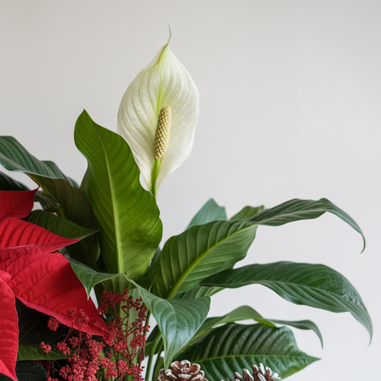 FESTOSA ARMONIA – Cesto di Piante Natalizie con Stella di Natale e Decorazioni