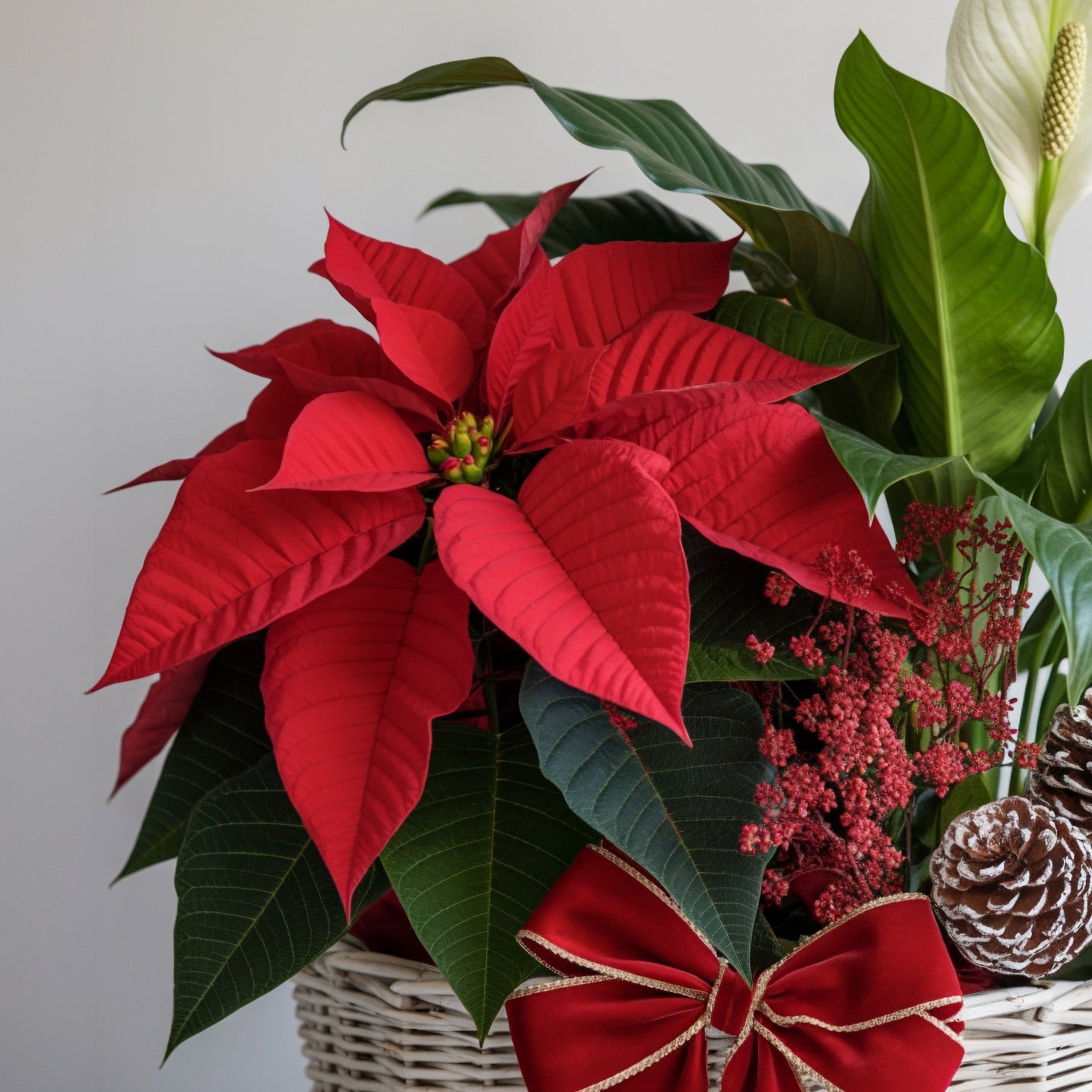 FESTOSA ARMONIA – Cesto di Piante Natalizie con Stella di Natale e Decorazioni