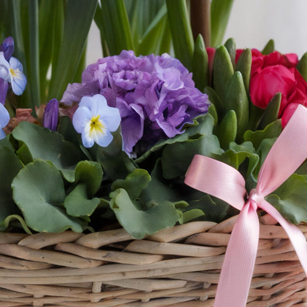 Cestino piccolo di Piante da Esterno (Creazione del Fiorista) | Consegna Fiori a Domicilio per Compleanno, Festa della mamma, Pasqua