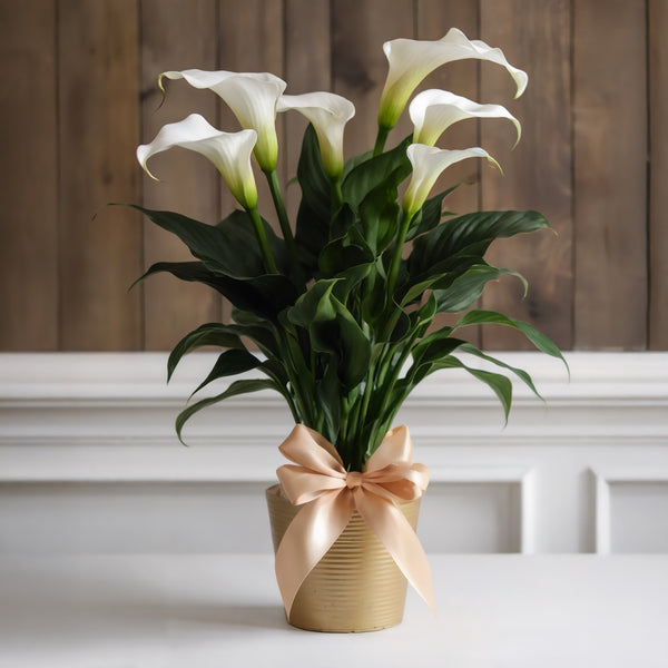 Pianta piccola di Calle (Colore a scelta del fiorista) | Consegna Fiori a Domicilio per Festa della Donna, Festa della Mamma, Pasqua, PIANTA