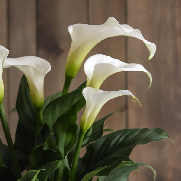 Pianta piccola di Calle (Colore a scelta del fiorista) | Consegna Fiori a Domicilio per Festa della Donna, Festa della Mamma, Pasqua, PIANTA