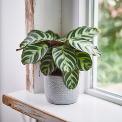 GREEN ELEGANCE - CALATEA PLANT WITH POT COVER