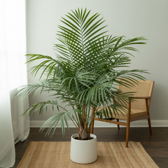 VITAL GREEN - Indoor Areca Plant