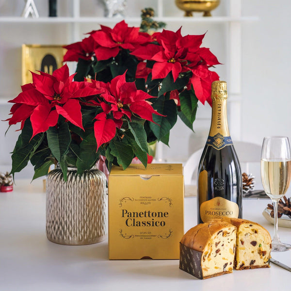 Stella di Nalate con Panettone Classico e Spumante | Consegna Fiori a Domicilio per Natale