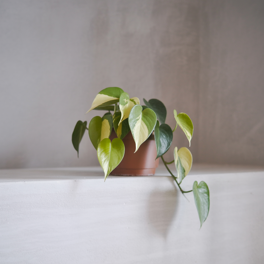 VERDE SOSPESO – Pianta Photos Pendente