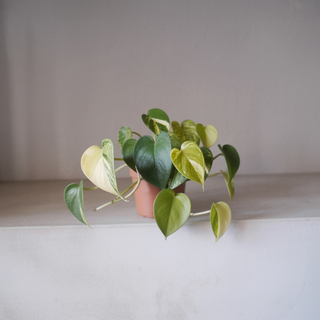 VERDE SOSPESO – Pianta Photos Pendente