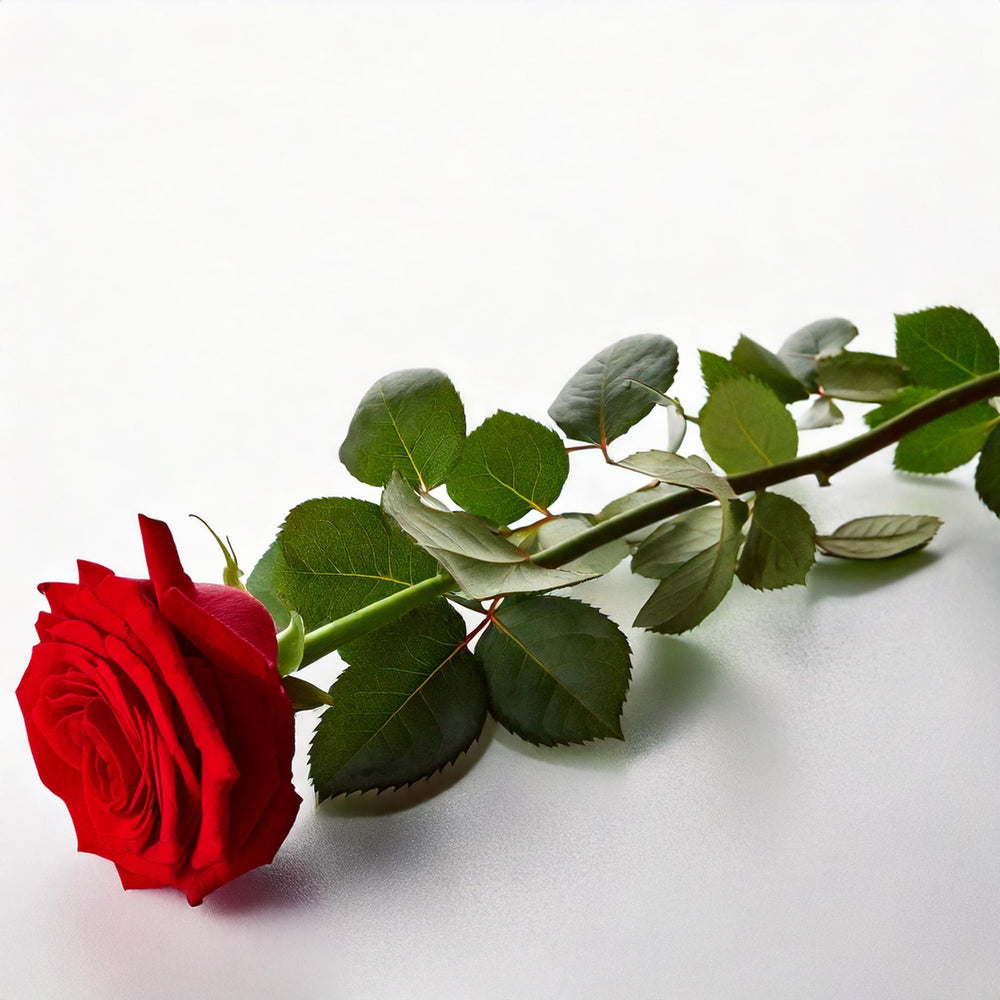Rosa stabilizzata a gambo in box elegante. | Consegna Fiori a Domicilio per ANNIVERSARI, ANNIVERSARIO, Compleanno, Festa del Papà, Festa della Donna, Laurea, Natale, SAN VALENTINO